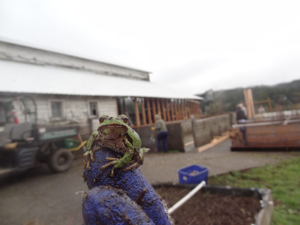 Matson tree frog greenhouse construction 2016JPG